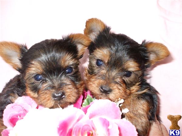 Puppies in Baltimore